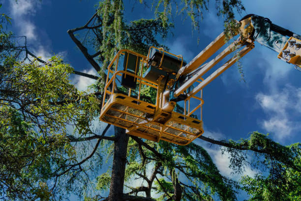 Tree Root Removal in La Mesilla, NM